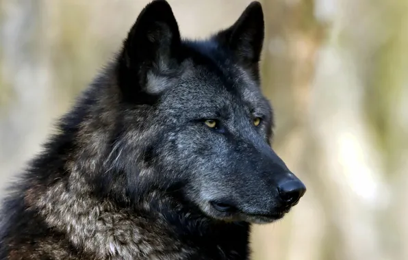 Predator, wolf, portrait, portrait., Canis lupus. face