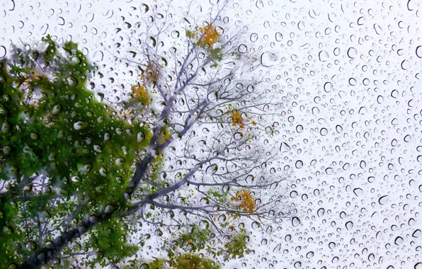 Капли, дерево, Rain Poem