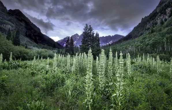 Трава, горы, природа, USA, Colorado, Aspen