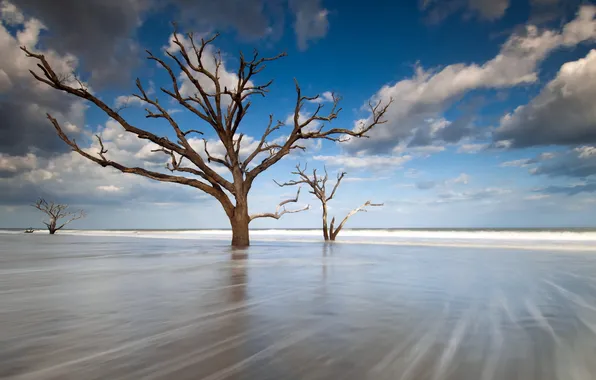 Море, деревья, пейзаж