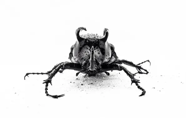 Macro, drops, insect, goliath
