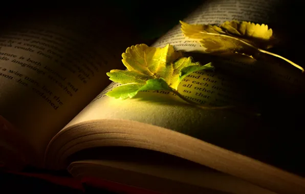 Листья, свет, книга