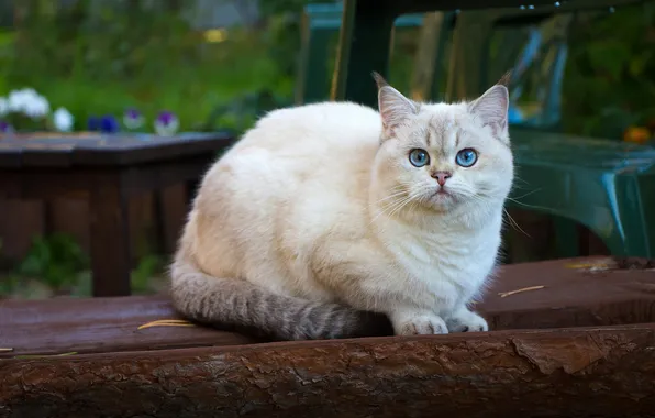 Кошка, белый, кот, взгляд, поза, голубые глаза, мордашка, сидит