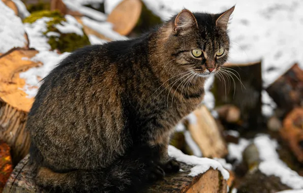 Зима, кошка, кот, снег, серый, дрова, сидит, полосатый