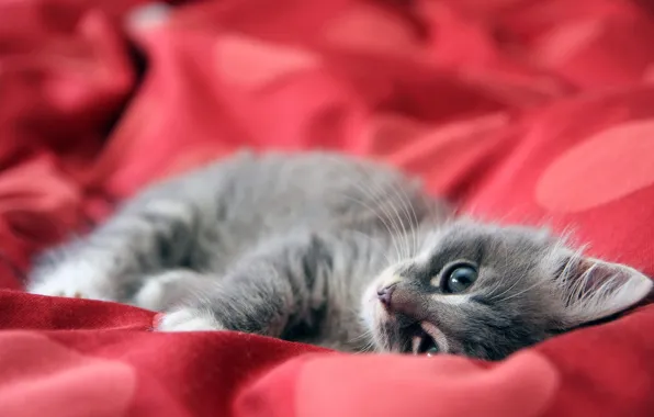 Красный, котенок, одеяло