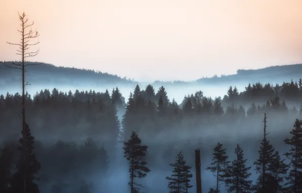 Картинка лес, пейзаж, туман, утро