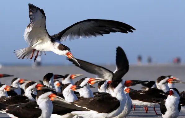 Птицы, природа, фон, Black Skimmers