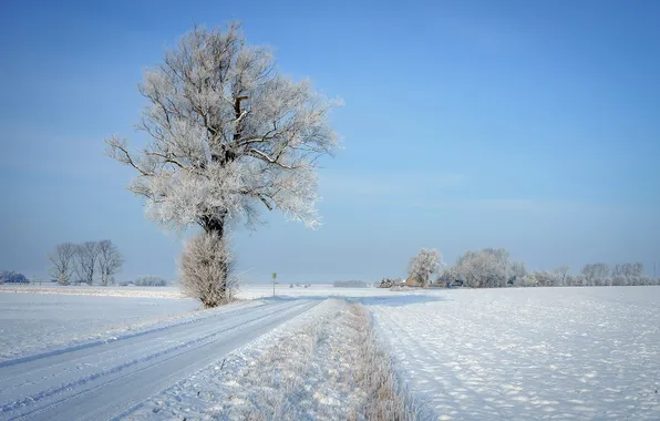 Картинка зима, дорога, пейзаж, дерево