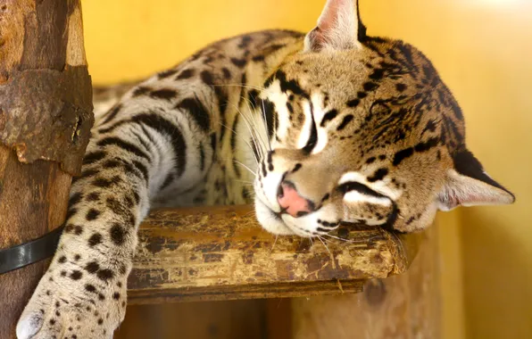 Картинка кошка, оцелот, leopardus pardalis