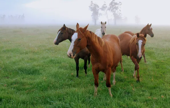 Картинка поле, трава, туман, утро, лошади