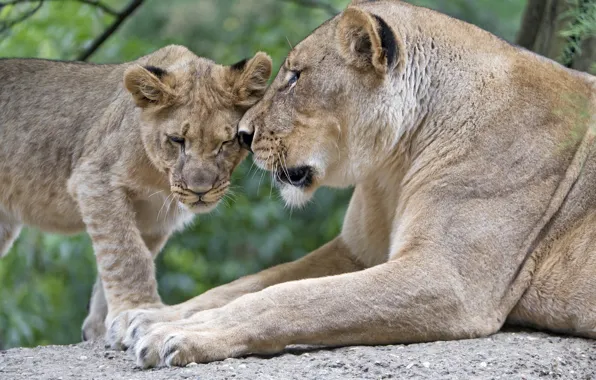 Любовь, хищники, семья, пара, ласка, детёныш, дикие кошки, львы