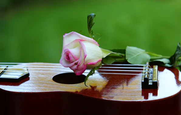Картинка музыка, роза, гитара, музыкальный инструмент, боке