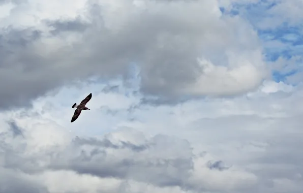 Картинка небо, облака, полет, птица, чайки