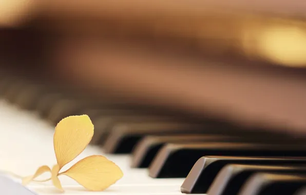 Макро, лист, пианино
