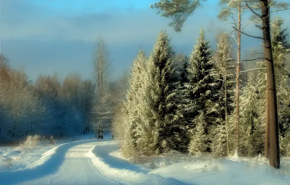 Зима, иней, дорога, лес, свет, снег, природа, ели