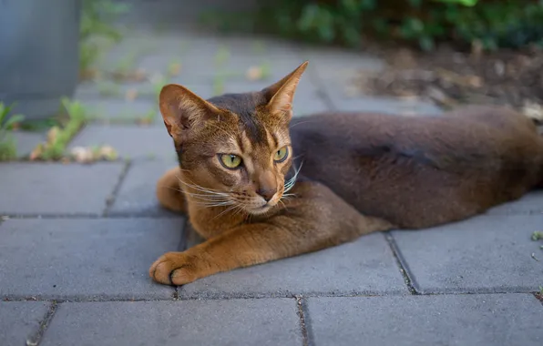 Кот, кошак, лежит, котяра