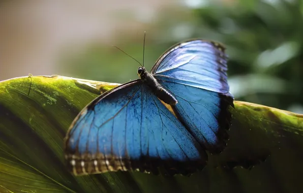Wings, butterfly, beautiful, close up