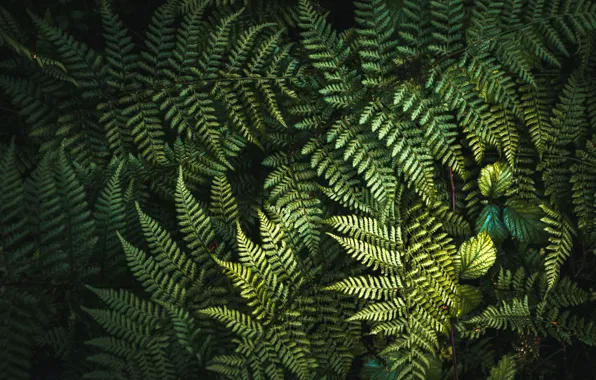 Картинка зелень, листья, фон