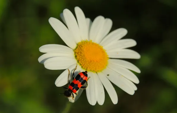 Flower, spring, insect