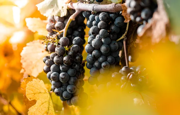 Leaves, grapes, bunch