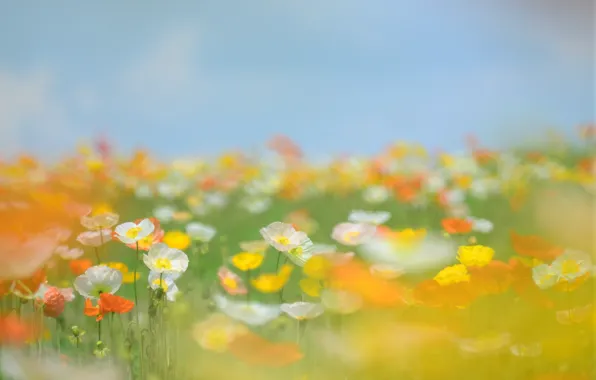 Картинка поле, лето, небо, трава, цветы, стебли, поляна, нежность