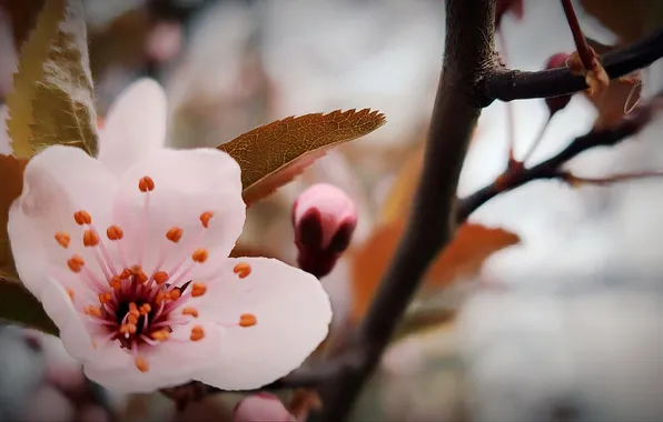 Цветы, природа, фон, весна, nature, flowers, китайка, background
