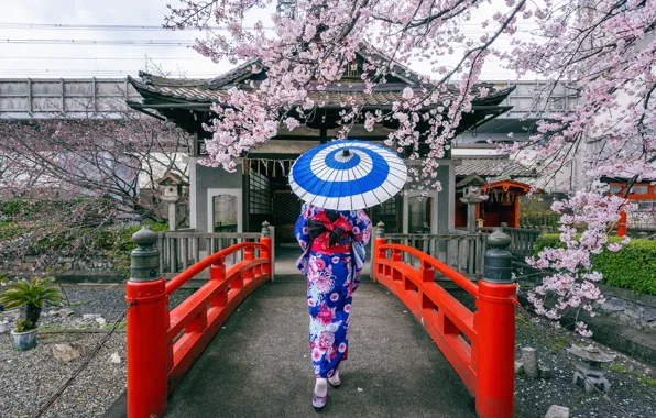 Картинка мост, вишня, японка, весна, зонт, Япония, сакура, Japan