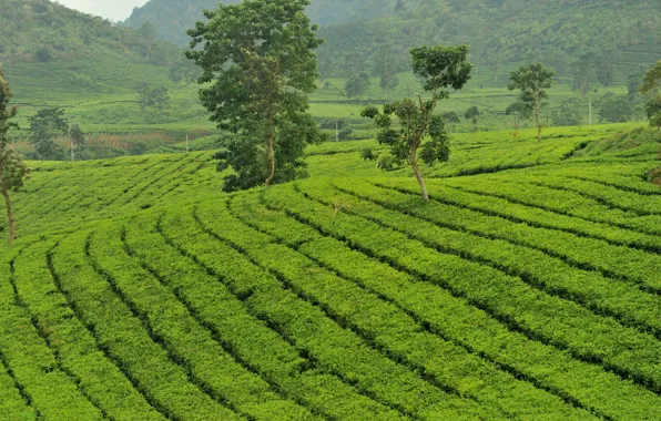 Картинка зелень, чай, остров, кусты, tea, Ява, плантации чайные, Java
