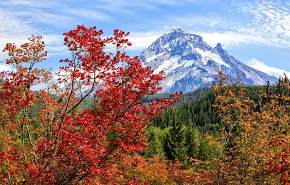 Картинка осень, лес, цвета, деревья, горы, ветки, листва, яркие
