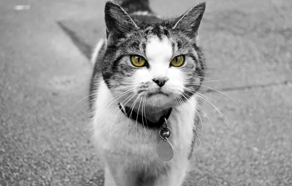 Картинка кошка, кот, животное, улица, медальон, ошейник