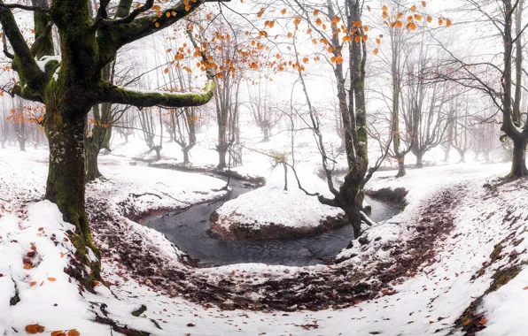 Картинка лес, снег, река