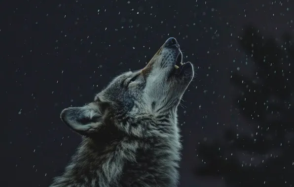 Картинка nature, snow, predator, face, animal, wolf, wildlife, portrait