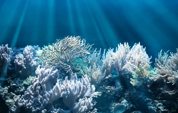 Картинка рыбка, дно, кораллы, подводный мир, лучи света