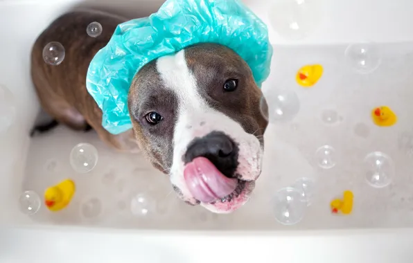 Картинка взгляд, собака, ванна