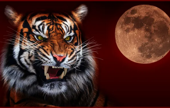 Картинка ночь, тигр, луна