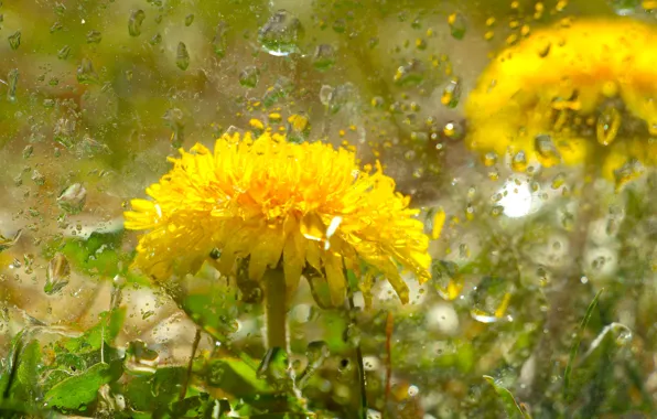 Flower, yellow, spring, bloom