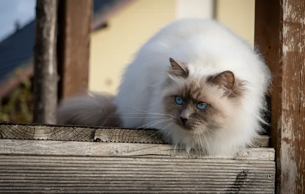 Кошка, кот, взгляд, поза, доски, голубые глаза, мордашка, пушистая