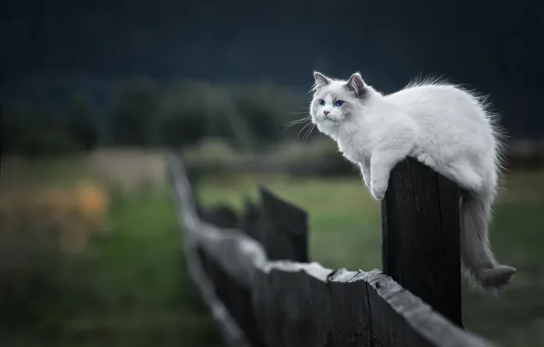 Поле, кошка, кот, природа, поза, котенок, забор, столб