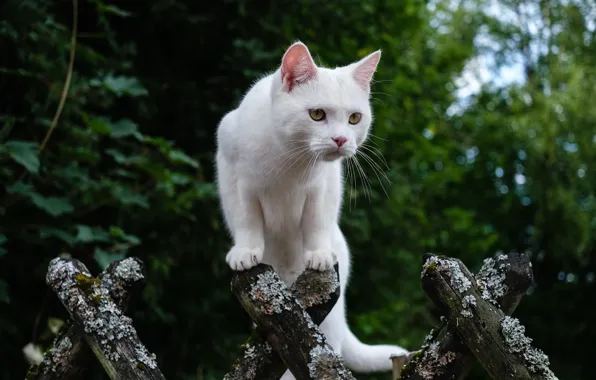 Кошка, кот, листва, забор, белая, брёвна