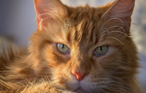 Картинка кот, взгляд, рыжий, мордочка