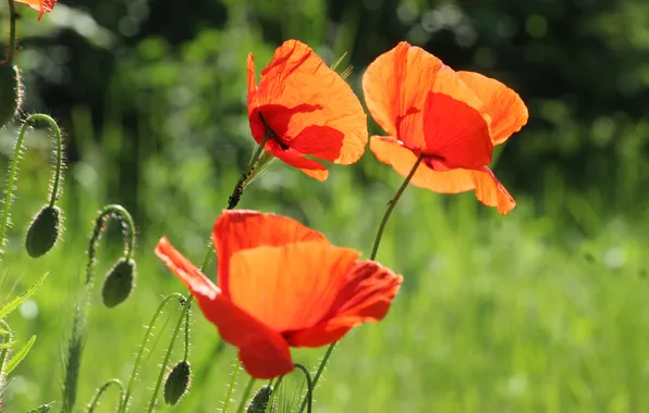 Red, poppy, blooming