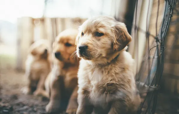 Картинка щенки, пушистые, боке, Puppies