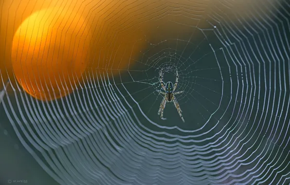 Картинка spider, focus, spider web, knit