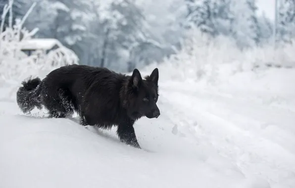 Картинка зима, снег, собака, Немецкая овчарка, Светлана Писарева