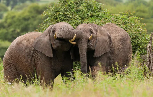 Парочка, Tanzania, африканский слон, Tarangire National Park