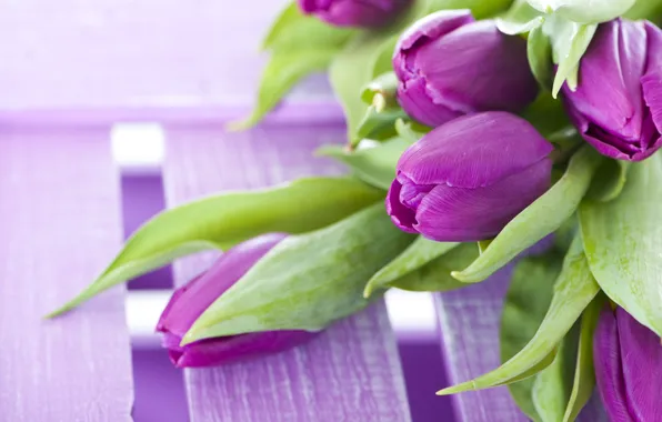 Картинка цветы, букет, фиолетовые, тюльпаны