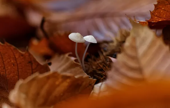 Картинка осень, листья, грибы