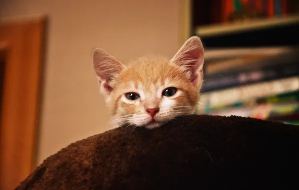 Животные, котенок, сон, Кот