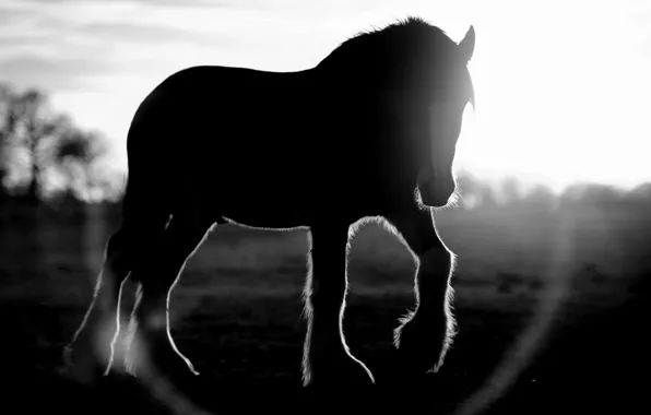 Солнце, линза, блик, черно белое фото, Маленькая лошадка