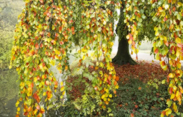 Картинка осень, листья, озеро, пруд, дерево, ветви, разноцветье